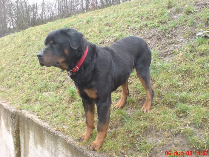 foto k příspěvku  od Knightey-