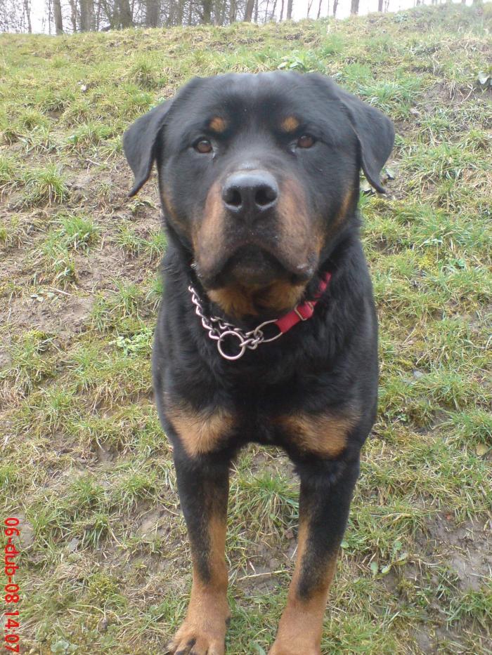 foto k příspěvku  od Knightey-