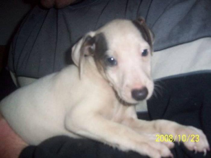 foto k příspěvku  od tappaja