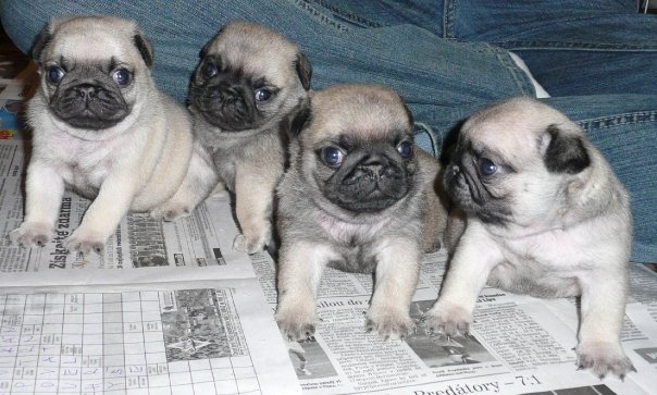 foto k příspěvku  od EFCA