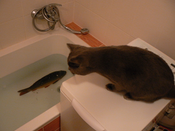 foto k příspěvku  od Milhauzz