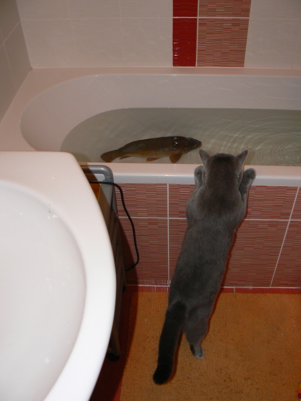 foto k příspěvku  od Milhauzz