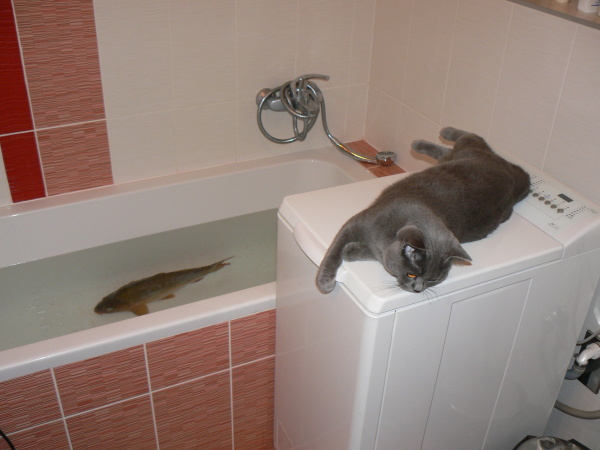 foto k příspěvku  od Milhauzz