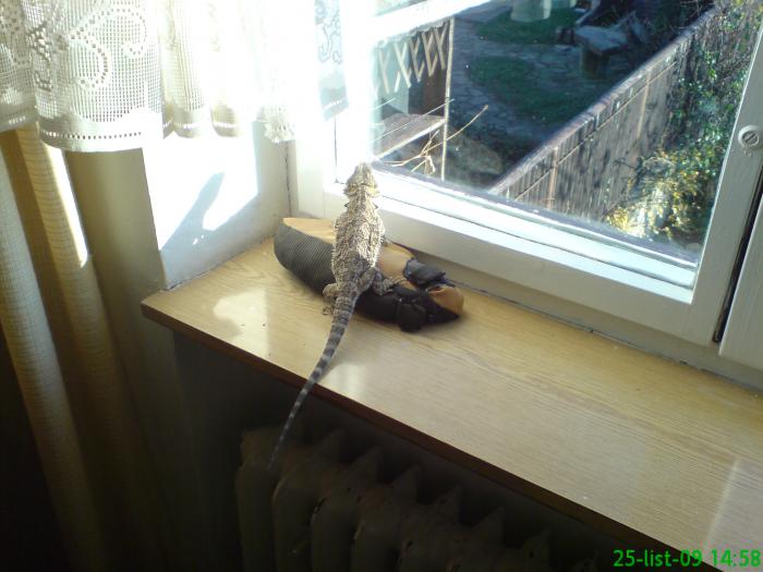 foto k příspěvku  od venito