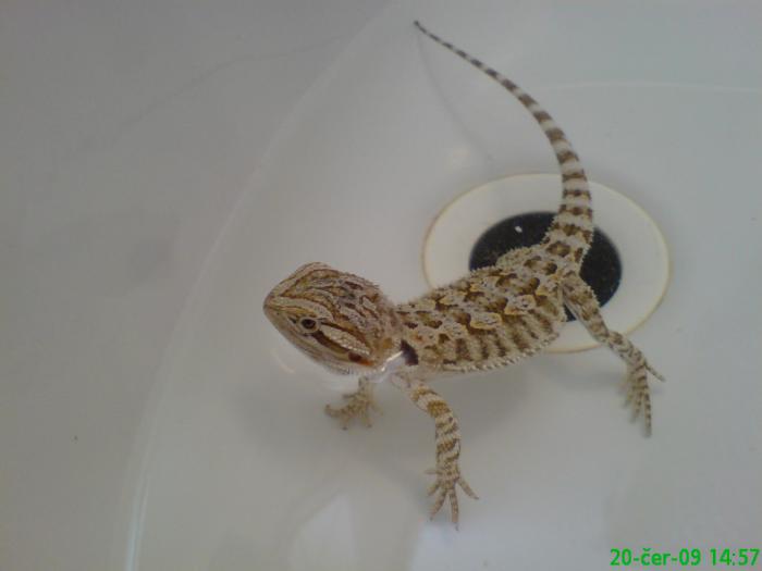 foto k příspěvku  od venito