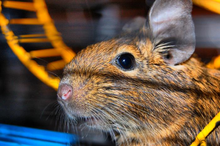 foto k příspěvku  od choze