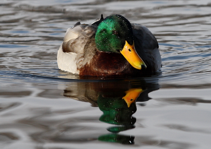 foto k příspěvku  od Crimson