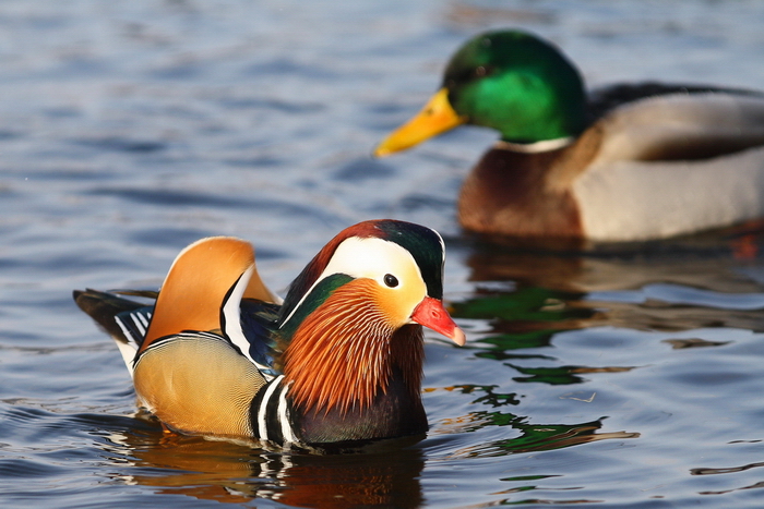 foto k příspěvku  od Crimson