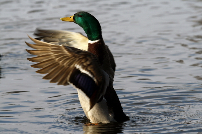 foto k příspěvku  od Crimson