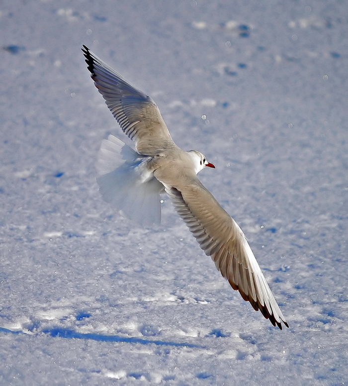 foto k příspěvku  od Crimson