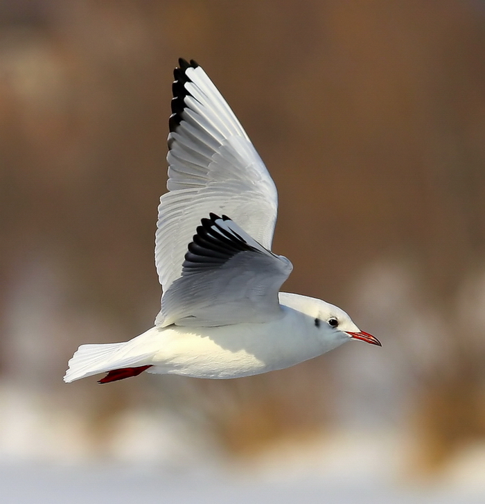 foto k příspěvku  od Crimson