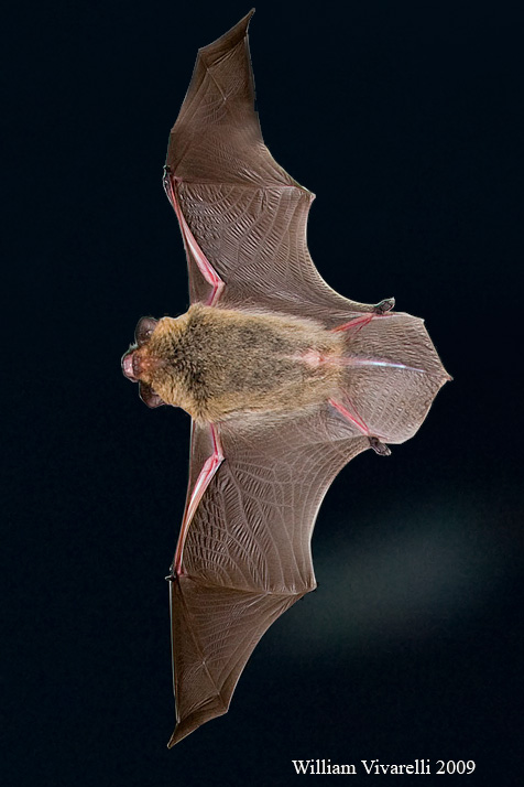 foto k příspěvku  od Crimson