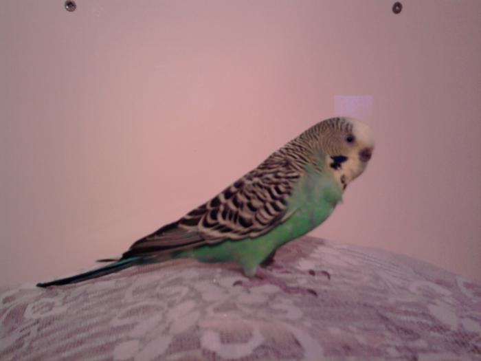 foto k příspěvku  od Bladzej