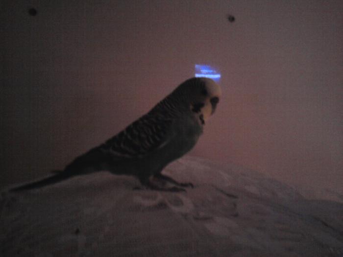 foto k příspěvku  od Bladzej