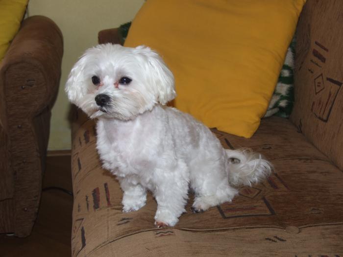 foto k příspěvku  od Petura