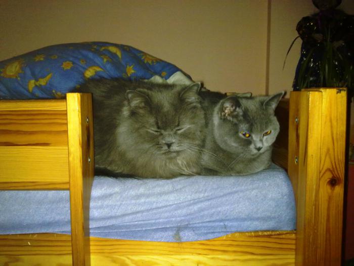 foto k příspěvku  od filip146