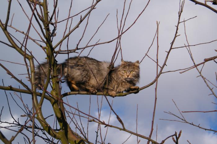 foto k příspěvku  od MATTESS