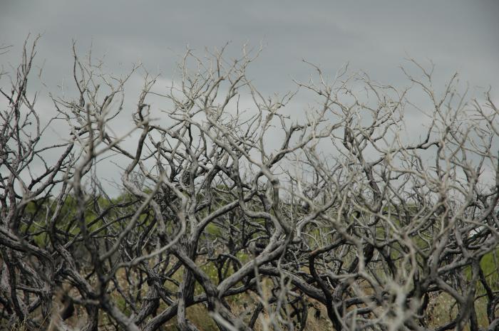 foto k příspěvku  od CervinVega