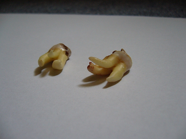 foto k příspěvku  od dolph