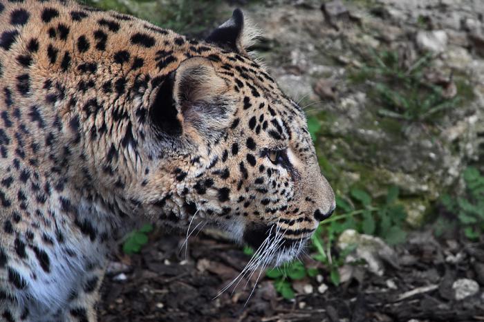 foto k příspěvku  od Bingi