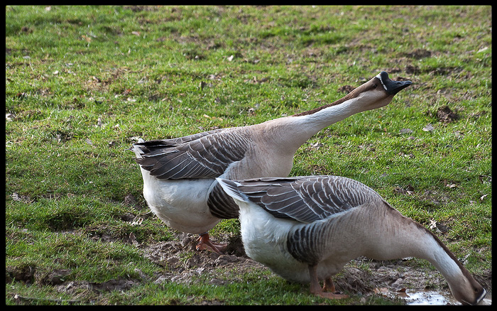 foto k příspěvku  od Bingi