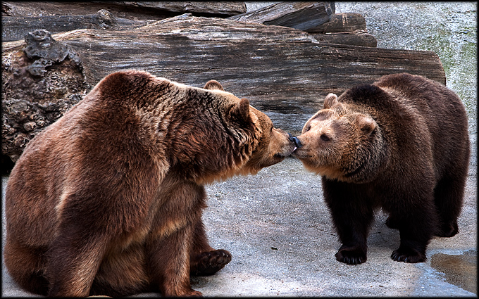 foto k příspěvku  od Bingi