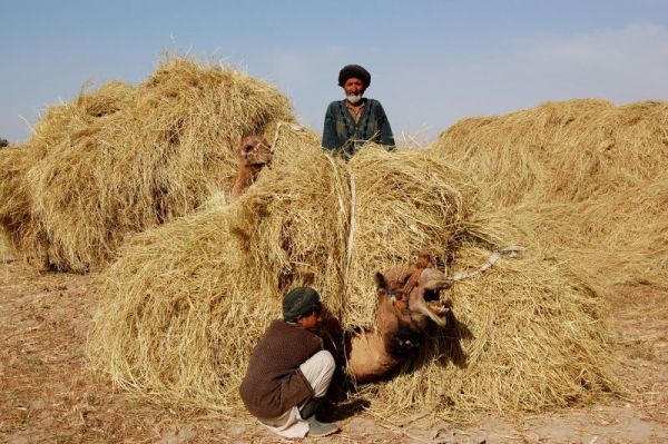 foto k příspěvku  od deda