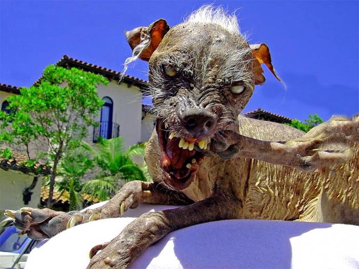 foto k příspěvku  od kozlustechnykus