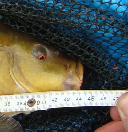 foto k příspěvku  od X-sat