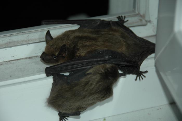 foto k příspěvku  od KyklopDLS