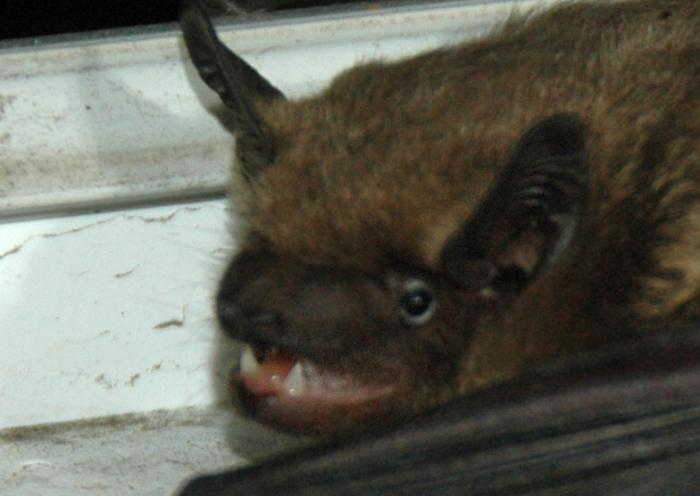 foto k příspěvku  od KyklopDLS