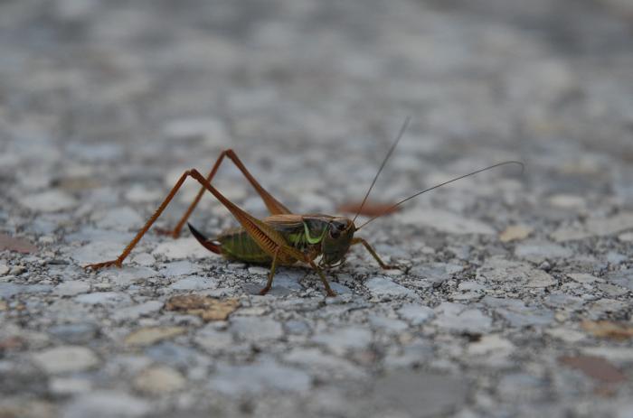 foto k příspěvku  od Tuner#2