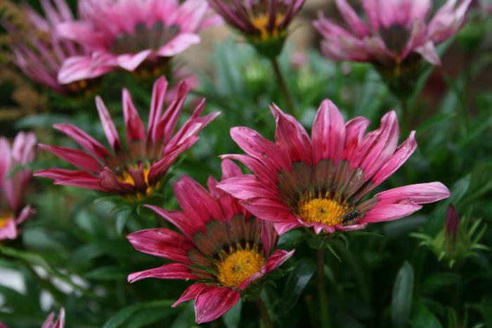 foto k příspěvku  od Tvrdak