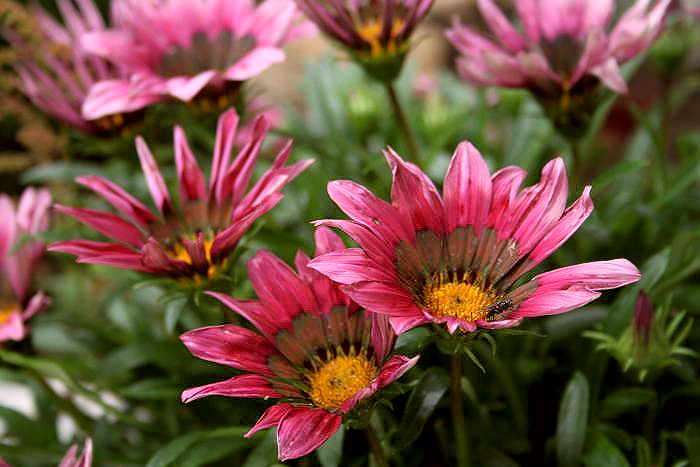 foto k příspěvku  od Nora