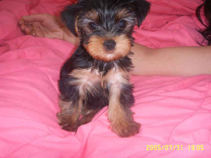 foto k příspěvku  od golfik69