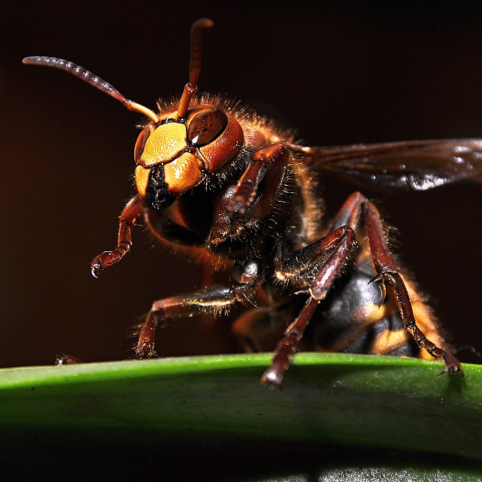 foto k příspěvku  od Crimson