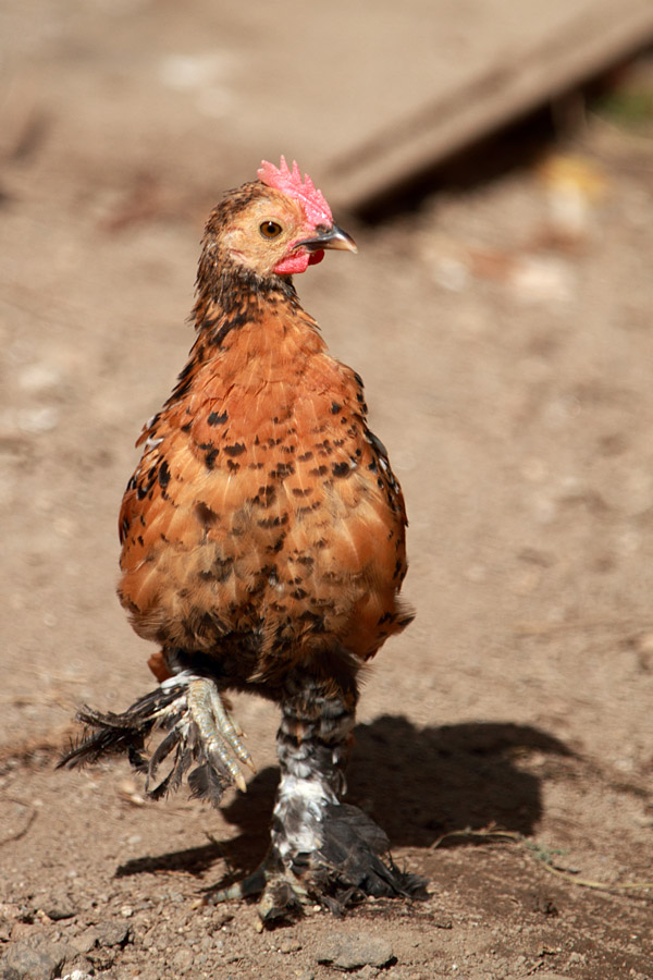 foto k příspěvku  od Mr.Scully