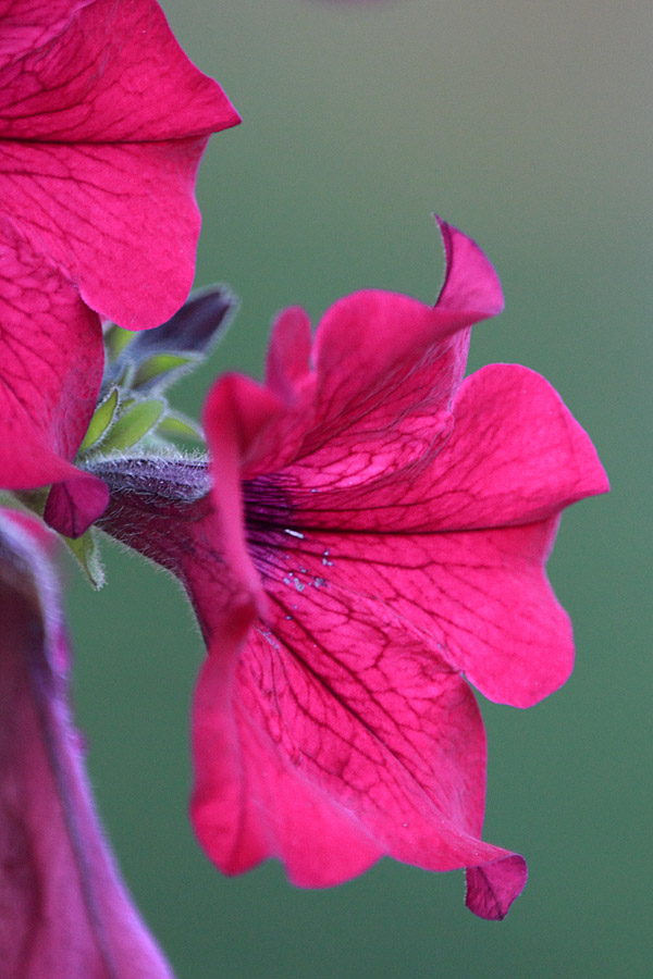 foto k příspěvku  od Mr.Scully