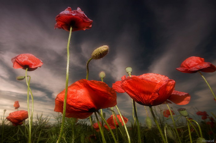 foto k příspěvku  od Crimson