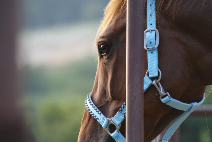 foto k příspěvku  od jasisoft