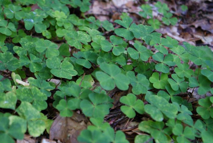 foto k příspěvku  od jasisoft