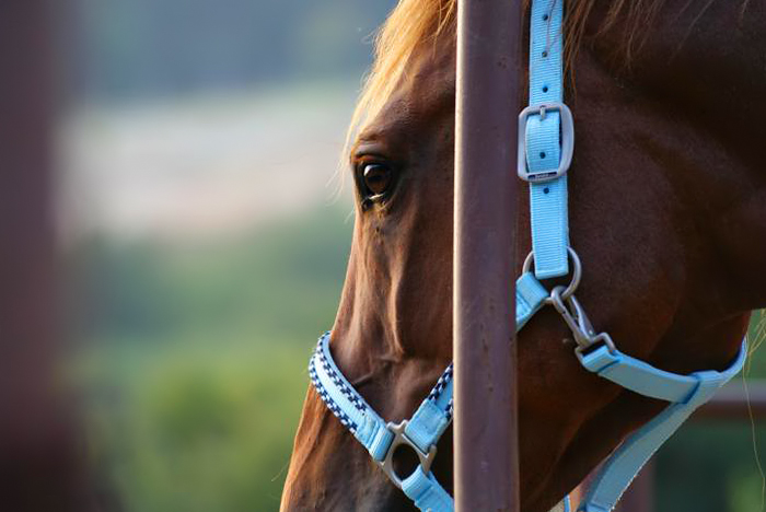 foto k příspěvku  od Crimson