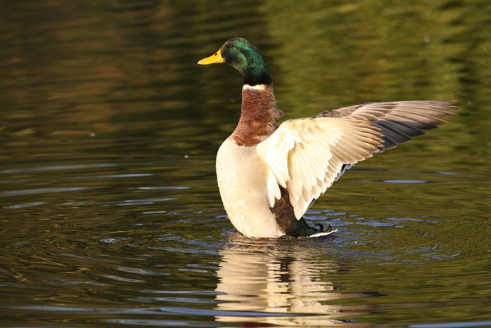 foto k příspěvku  od Crimson