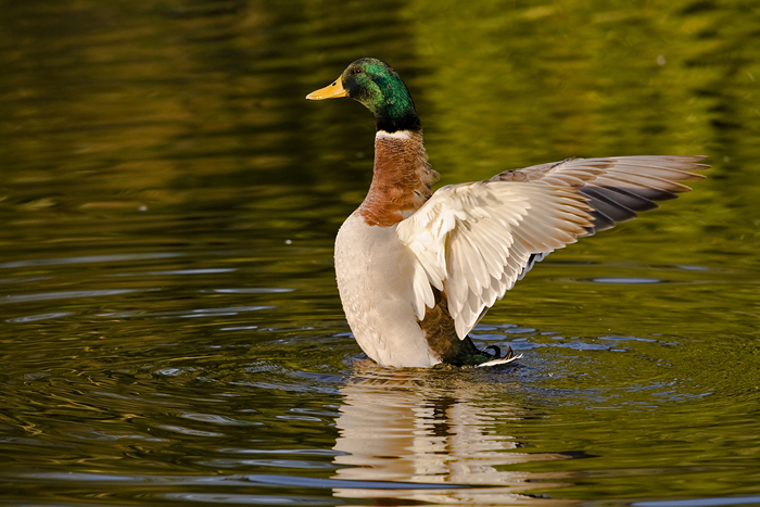 foto k příspěvku  od Crimson