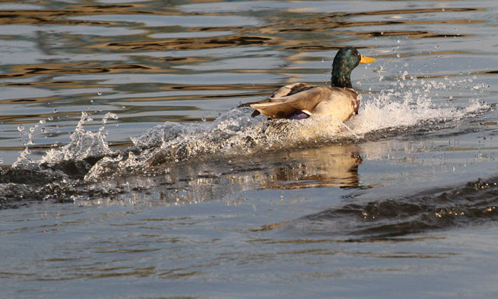 foto k příspěvku  od Crimson