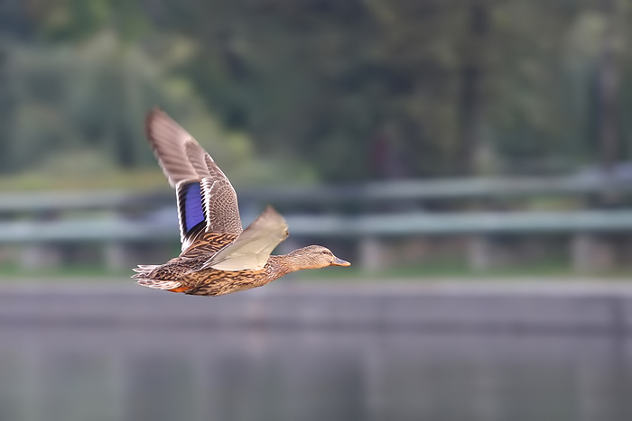 foto k příspěvku  od Crimson