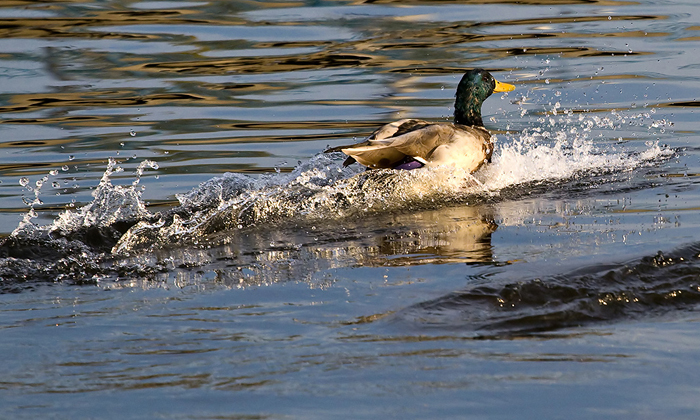 foto k příspěvku  od Crimson