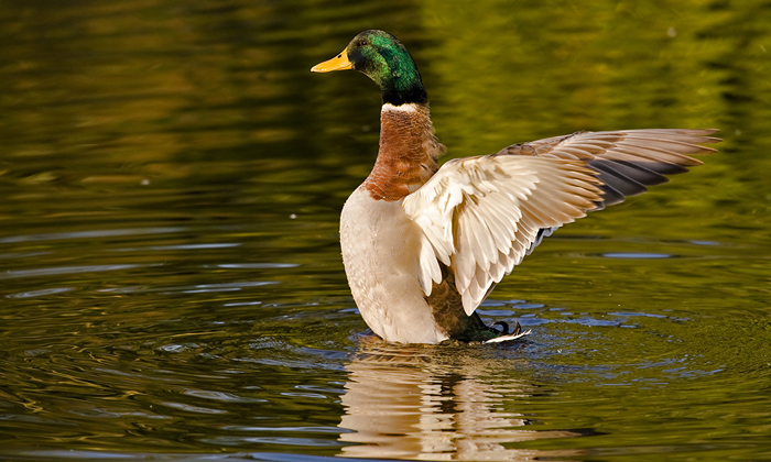 foto k příspěvku  od Crimson