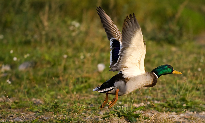 foto k příspěvku  od Crimson