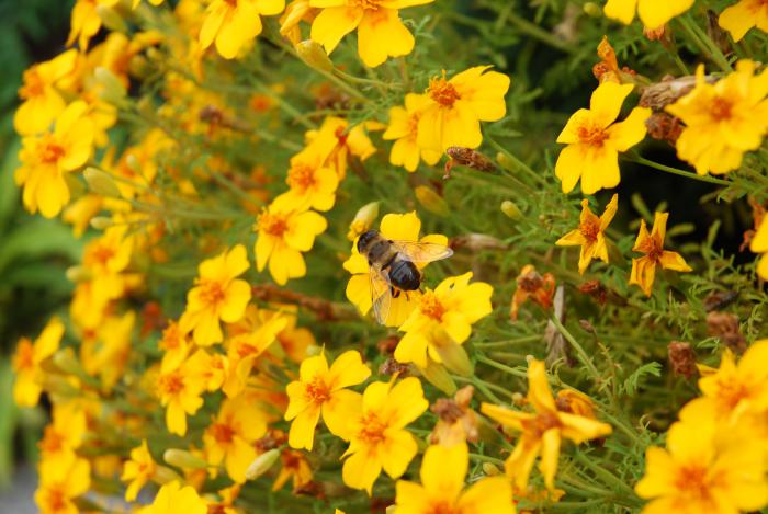 foto k příspěvku  od Tuner#2